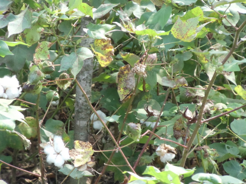 Cotton.